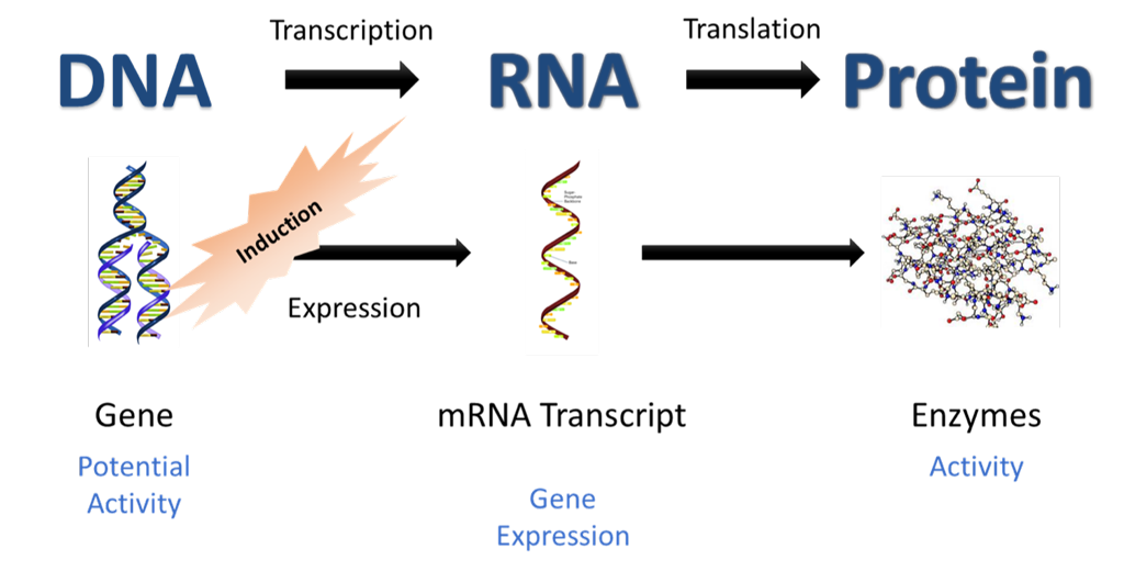 Proteomics Molecular Biological Tools Microbial Insights